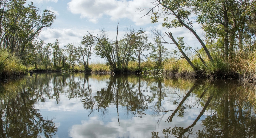 a small body of water reflects the trees and grasses surrounding it, as well as the sky above, dotted with clouds. 